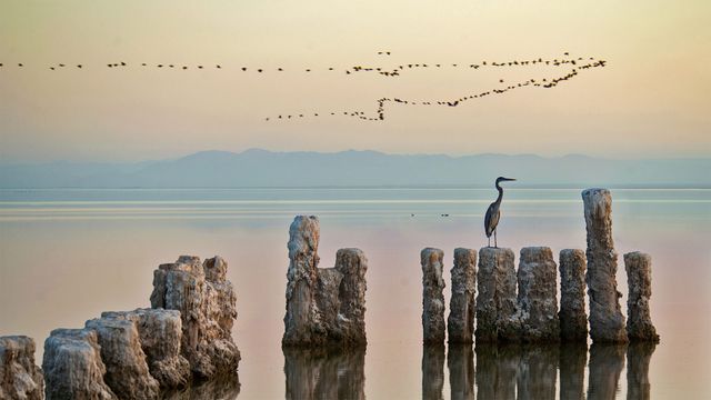 「ソルトン湖のサギ」米国カリフォルニア州