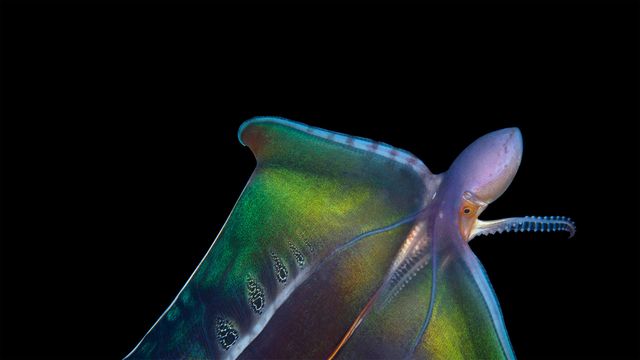 Blanket octopus in Palm Beach, Florida