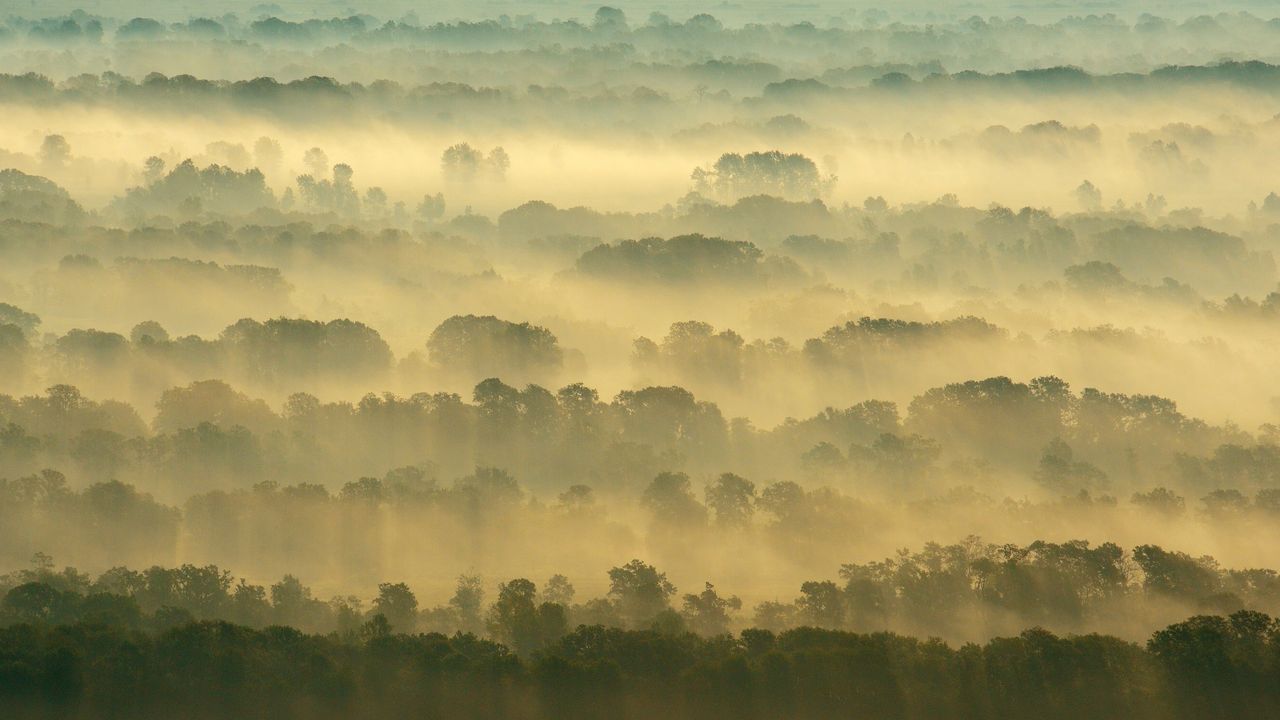 Floresta de Letea, Delta do Danúbio, Romênia