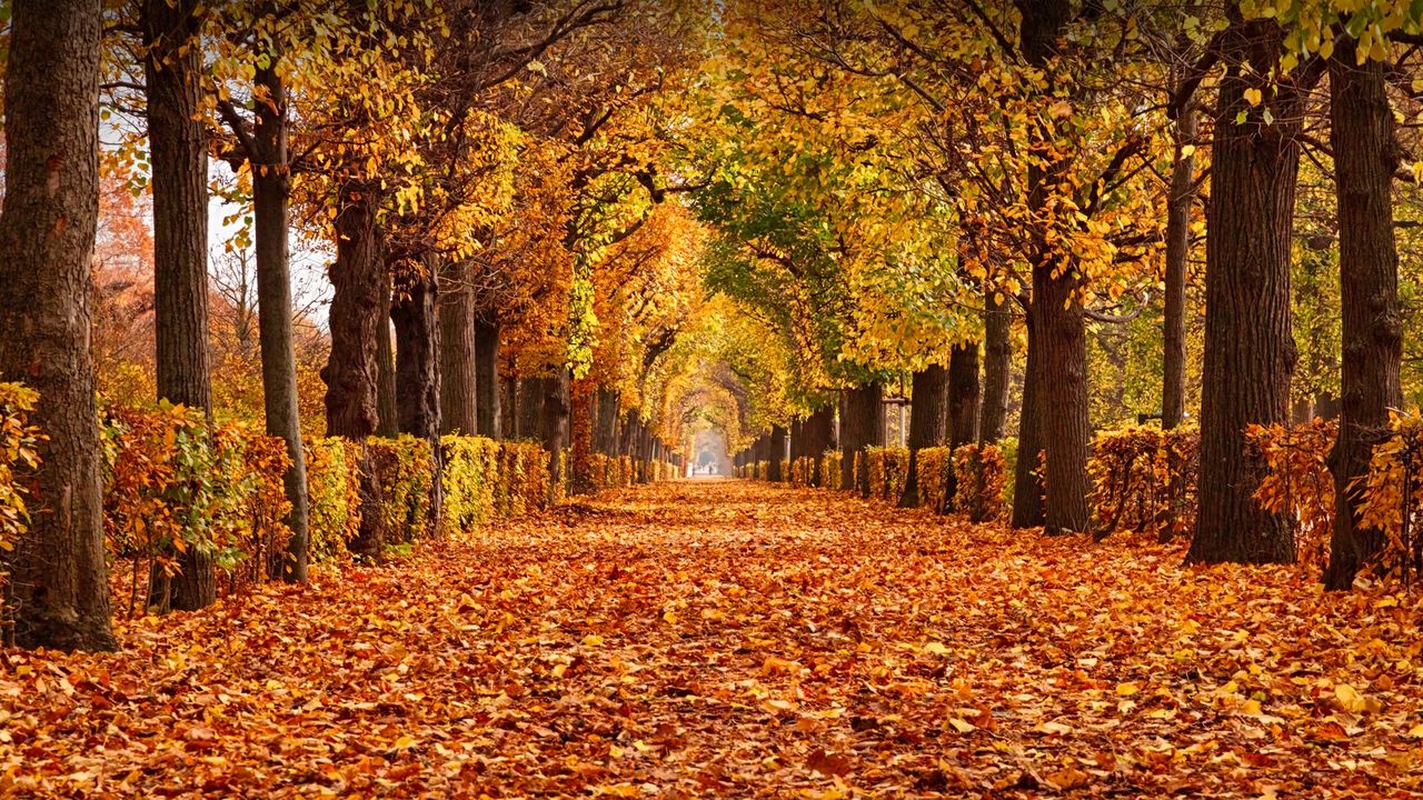 Autumn foliage in Schönbrunn Palace Park, Vienna, Austria