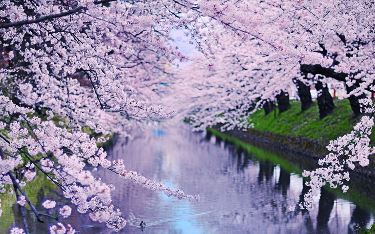Cherry Blossoms Theme for Windows 10 | Free Wallpaper Themes