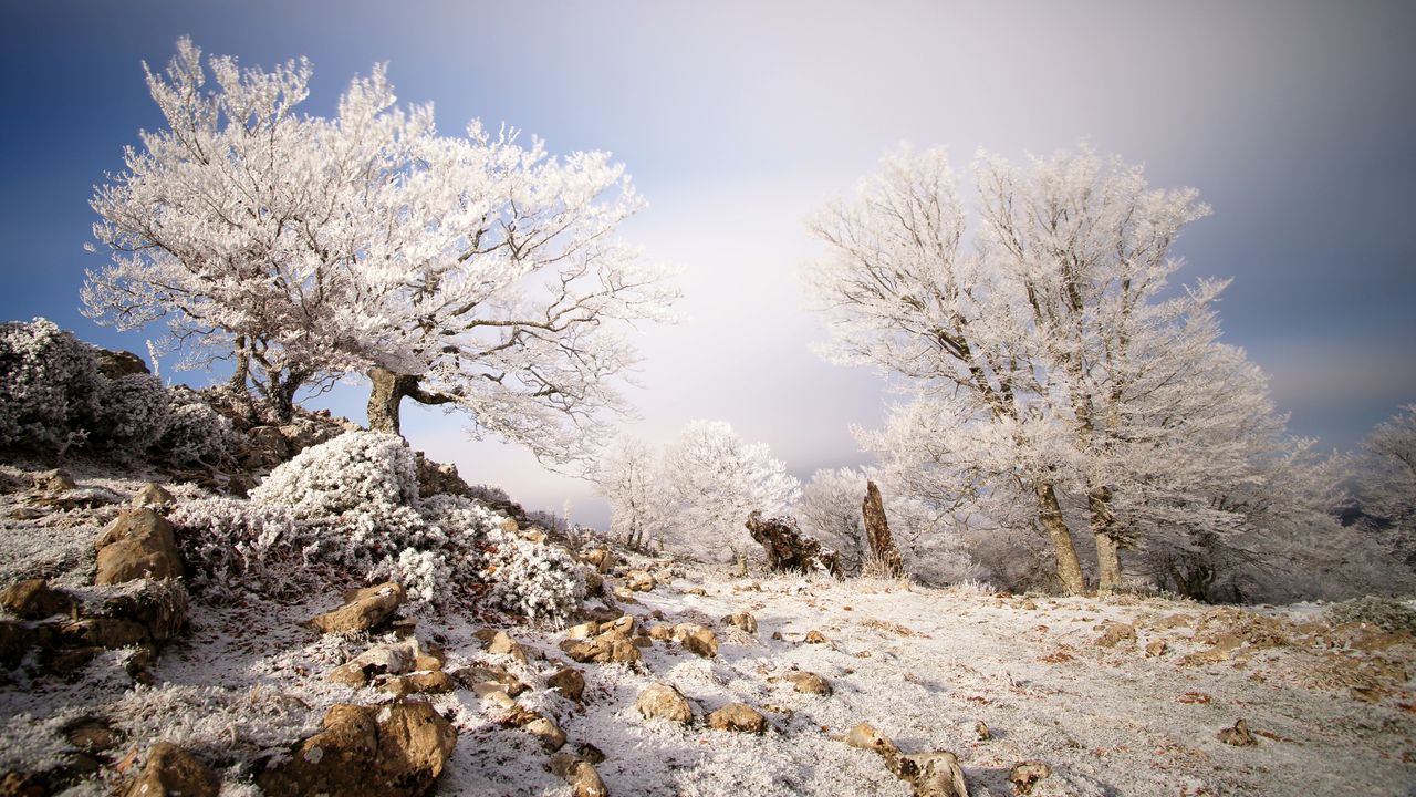 Árboles escarchados en la Sierra de Aralar, Navarra, España