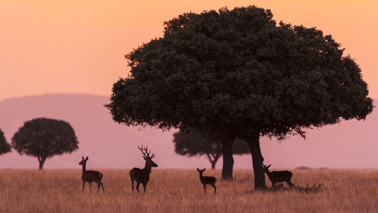 Pequeño grupo de ciervos, Parque Nacional de Cabaeros, Castilla la Mancha, España