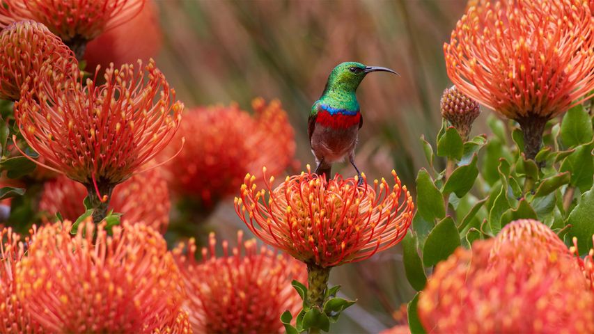 伯斯国家植物园针垫花上的一只雄性南方双领太阳鸟，南非开普敦