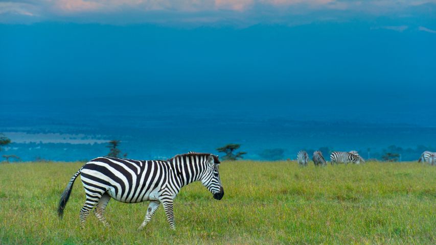 Stripe science