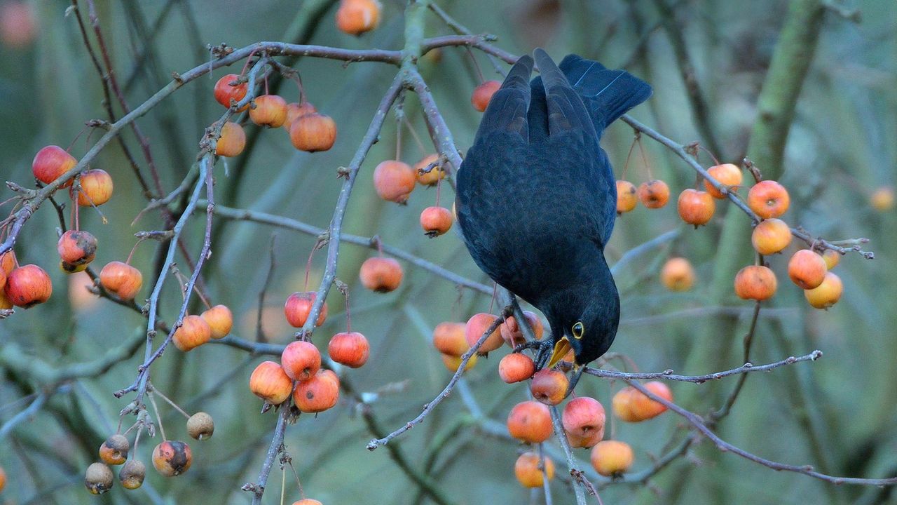 Blackbird eating a crab apple in a garden in Wiltshire, United Kingdom