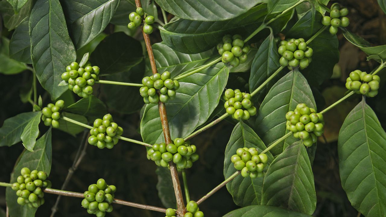 Coffee plantations, Kerala, India