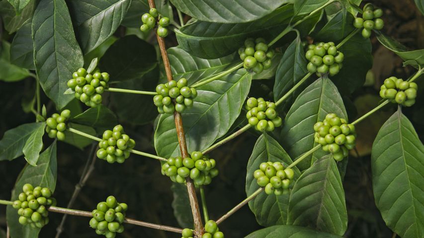 Coffee plantations, Kerala, India