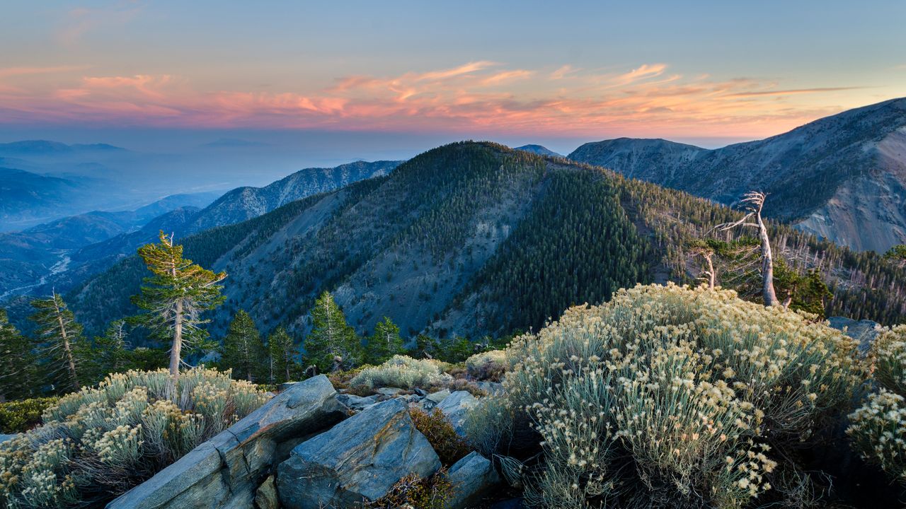 Montaña Pine, Bosque nacional de Ángeles, California, EE. UU.
