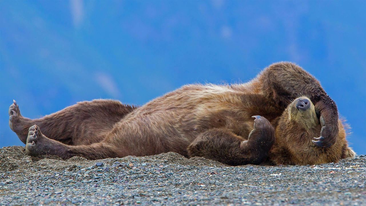 Grizzly bear cub relaxing, Cook Inlet, Chinitna Bay, Lake Clark National Park, Alaska