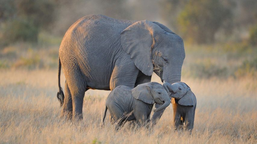 Família de elefantes no Parque Nacional Amboseli, no Quênia