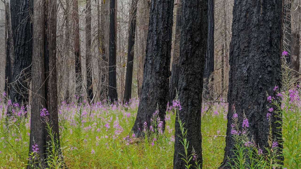 Fireweed in North Cascades National Park in Washington state