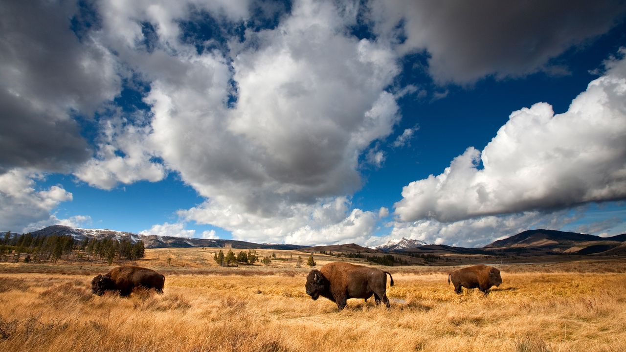 Bisonte americano en el Parque Nacional de Yellowstone, Wyoming, EE. UU.