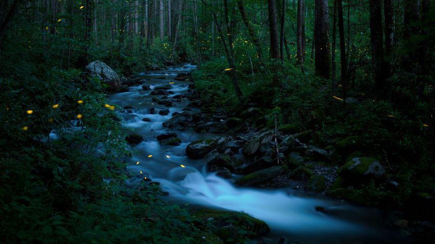 Synchrone Leuchtkäfer, Great-Smoky-Mountains-Nationalpark, Tennessee, USA