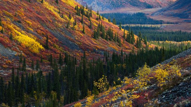 Autumn in the Ogilvie Mountains, Yukon,Canada