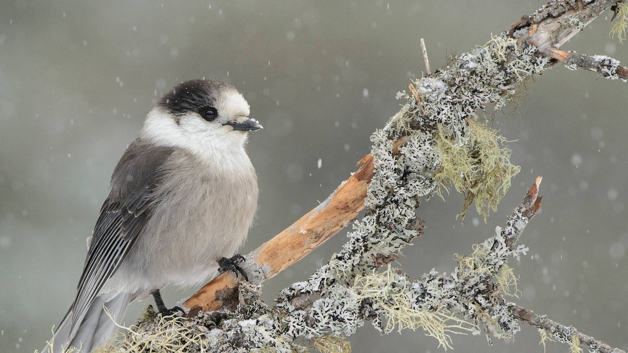 Canada Jay (Perisoreus canadensis) in light snowfall, Ontario