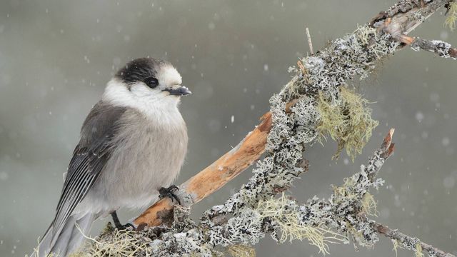 Canada Jay (Perisoreus canadensis) in light snowfall, Ontario