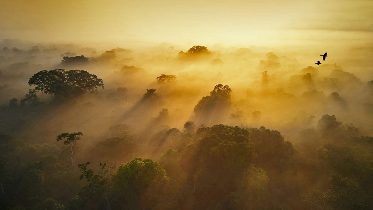 Yasuní National Park in Amazonian Ecuador