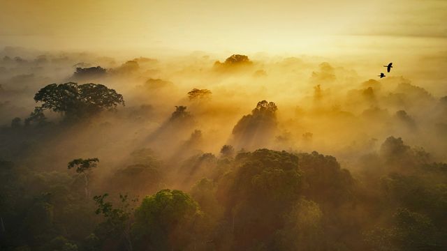 Yasuní National Park in Amazonian Ecuador