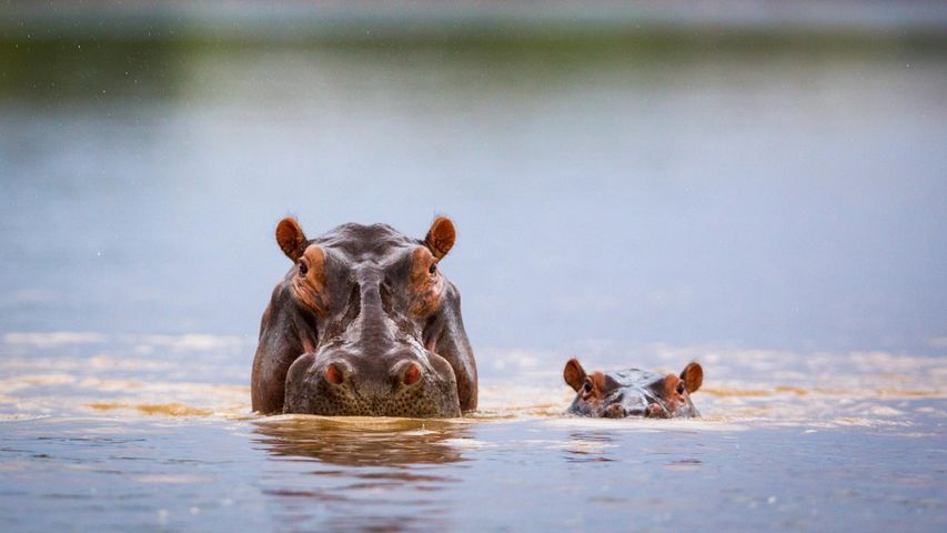 Hippopotamus mother and calf, South Luangwa National Park, Zambia