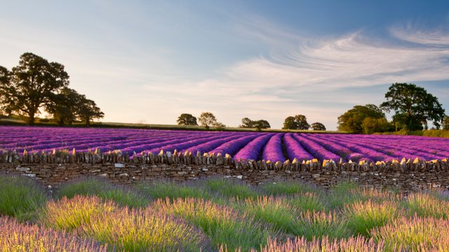 Campo di lavanda, Somerset, Inghilterra