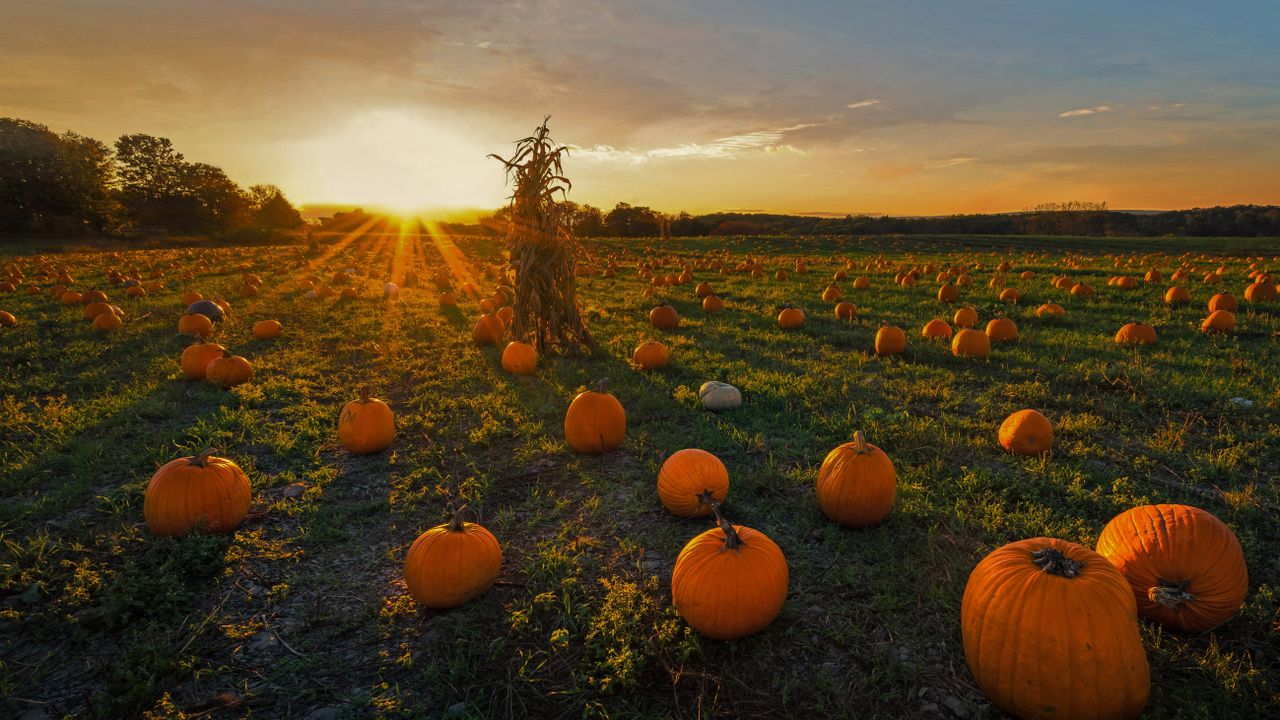 A pumpkin patch in Newton, Massachusetts, USA