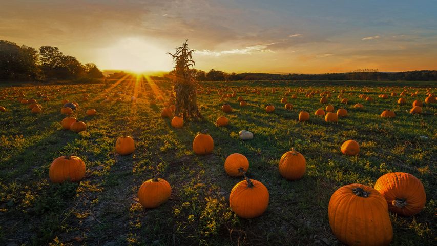 A pumpkin patch in Newton, Massachusetts, USA
