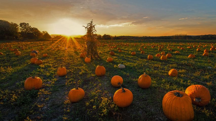 Champ de citrouilles à Newton dans le Massachusetts, États-Unis