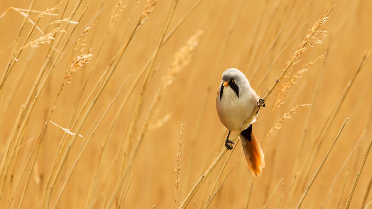 Male bearded reedling, Norfolk, England