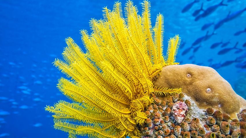 Seafloor shrubbery