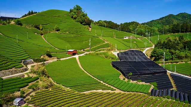和束の茶畑, 京都府 和束町