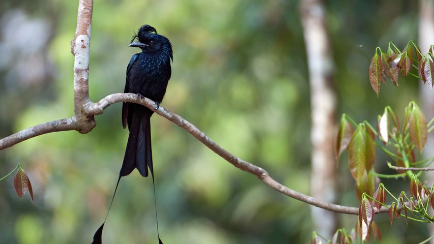 Greater racket-tailed drongo in Tripura, India