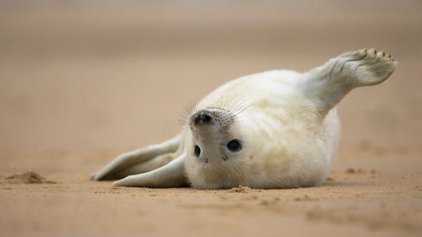Gray seal pup on the beach of Norfolk, England