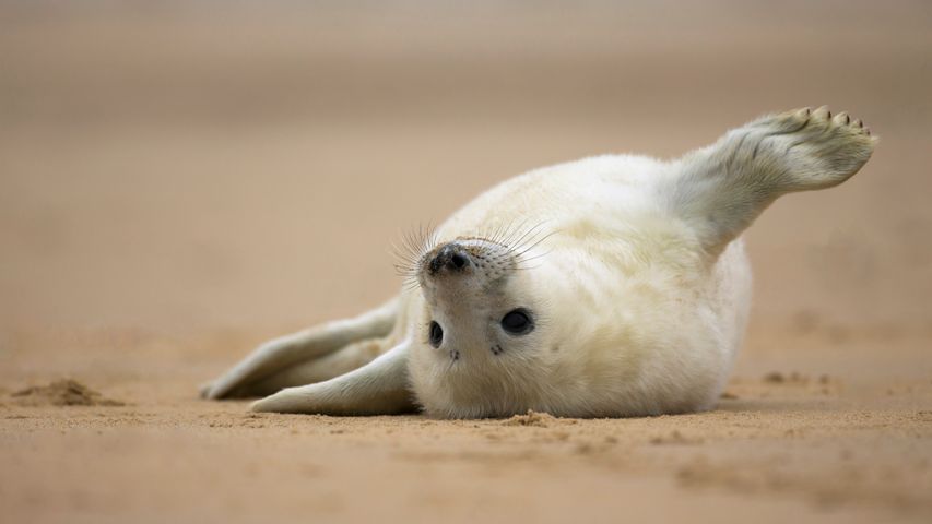 Bébé phoque gris sur la plage de Norfolk, Angleterre