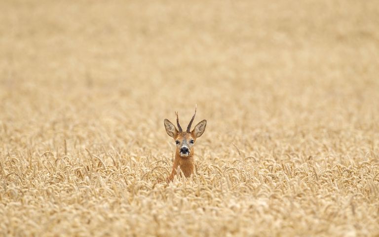 The Animal Kingdom Theme for Windows 10