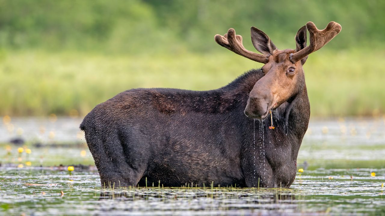 Of moose and Maine