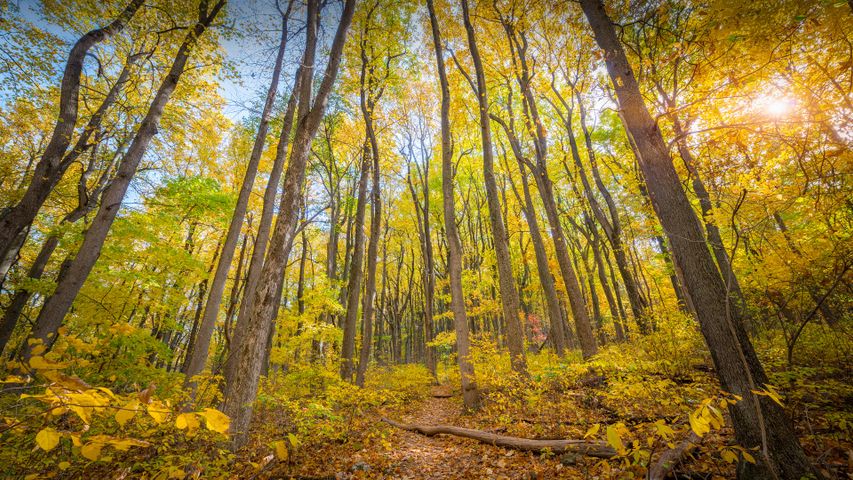 Herbstfarben im Shenandoah-Nationalpark, Virginia, USA