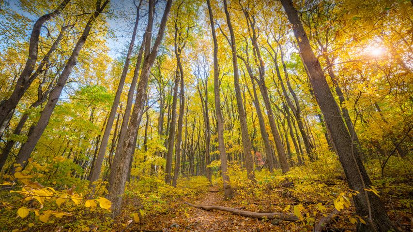 Fall colors in Shenandoah National Park, Virginia - Bing Gallery