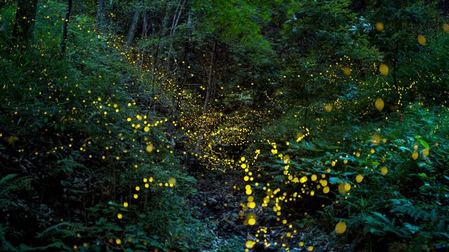 「森の中のホタル」岡山県