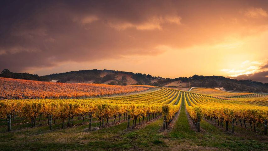 Vineyard in the Adelaide Hills region, Australia