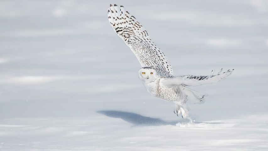 A snowy owl pictured in Quebec City