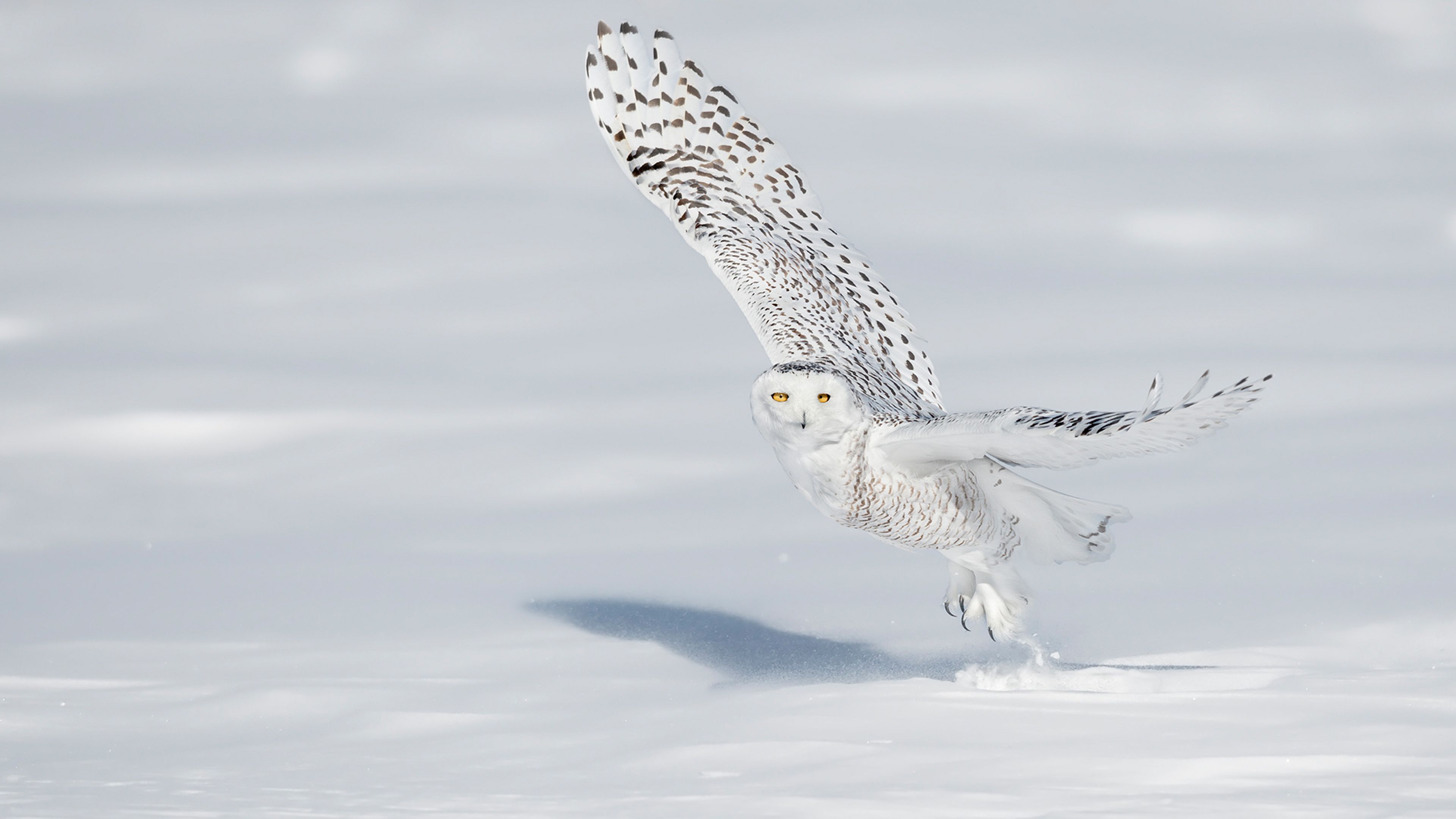 crested owl in flight