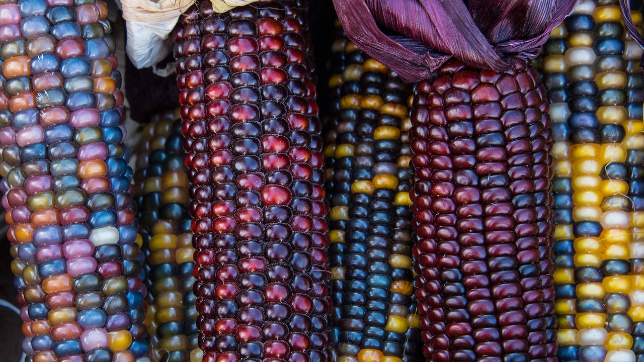 Close up image of colourful Indian corn kernels in Mississauga, ON