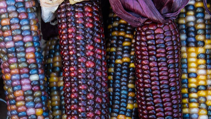 Close up image of colourful Indian corn kernels in Mississauga, ON