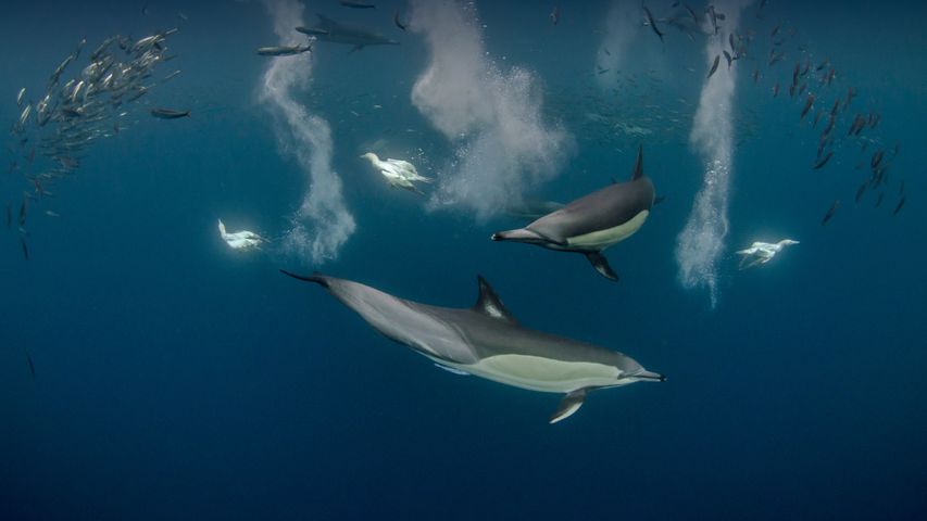 Delfini comuni a becco lungo e uccelli sule del capo in immersione al largo della provincia del Capo Orientale, Sudafrica