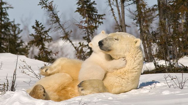 Oso polar con osezno, Churchill, Manitoba, Canadá