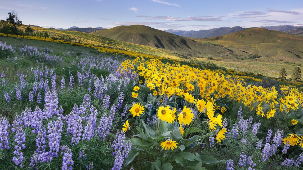 Balsamroot And Lupines Methow Valley North Cascades Washington Balsamroot And Lupines Methow Valley North Cascades Washington