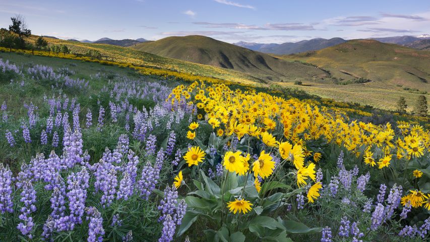 Balsamroot and lupines, Methow Valley, North Cascades, Washington, US