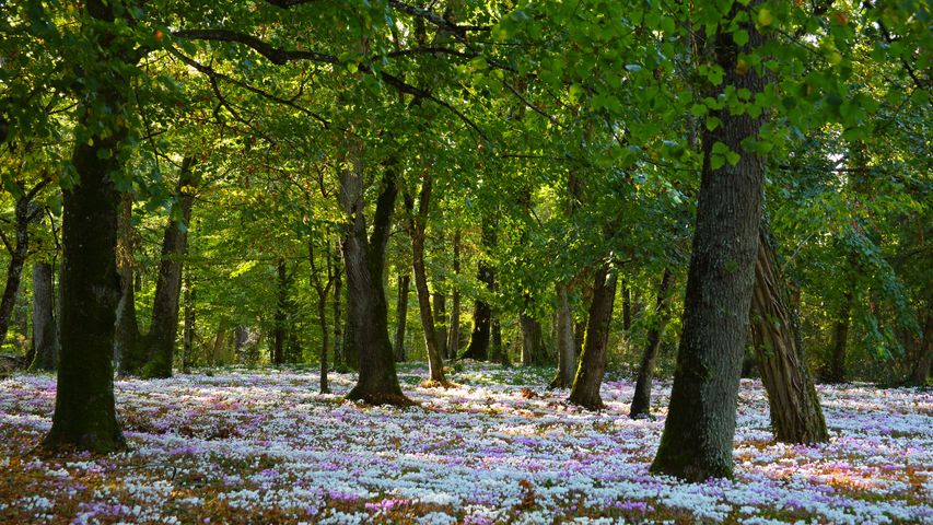 Soleil traversant les arbres d’une forêt tapissée de cyclamens roses et blancs en Bretagne