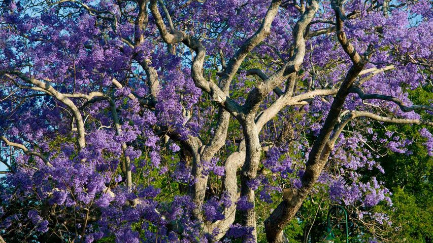 新农场公园内盛开的蓝花楹树，布里斯班
